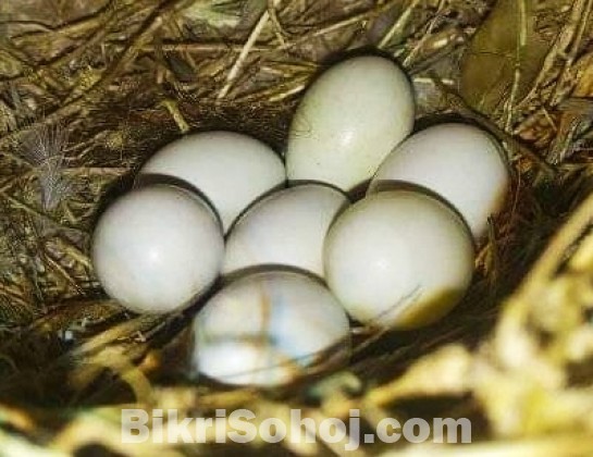 White zebrafinch